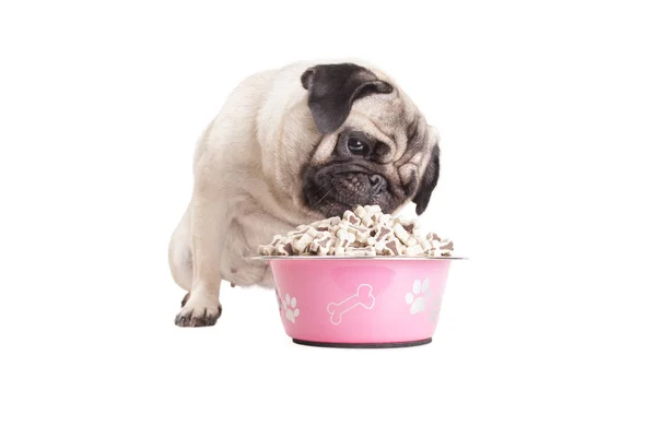 Bonito pug cachorro cão comer kibble comida de rosa tigela, isolado no fundo branco — Fotografia de Stock