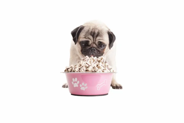 Lovely pug puppy dog eats treats from bowl filled with dog food, isolated on white background — Stock Photo, Image