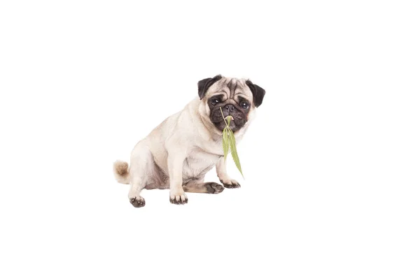 Милый щенок щенок мопс жевать травку, конопля сатива, лист, изолированные на белом фоне — стоковое фото