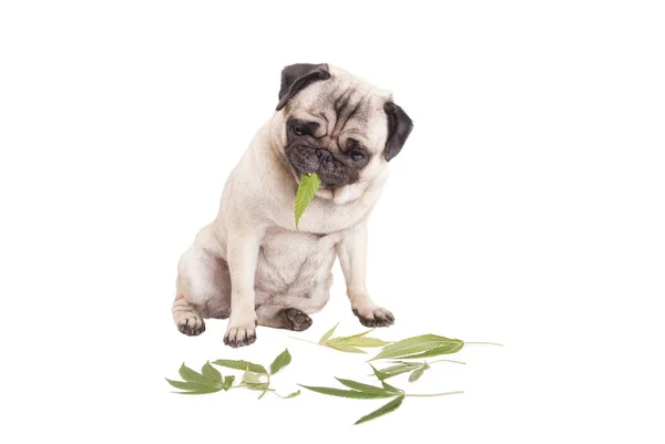 ot, esrar sativa, yemek şirin pug köpek yavrusu yapraklar, beyaz arka plan üzerinde izole 