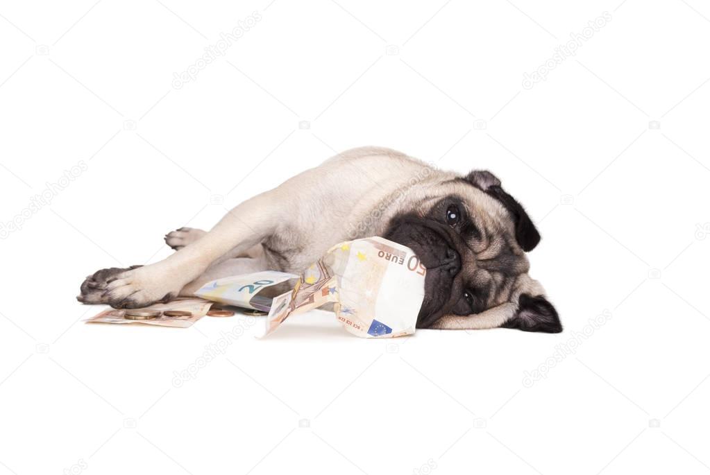 sweet little pug puppy dog lying on floor playing with euro folding money and coins, isolated on white background