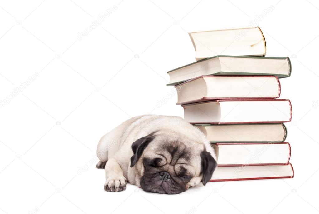 adorable pug dog puppy lying down sleeping next to pile of books, isolated on white background 