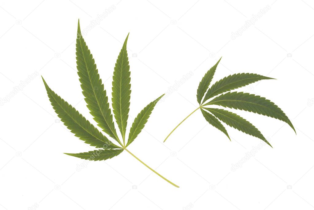 leafs of Dutch Cannabis sativa, isolated on white background 