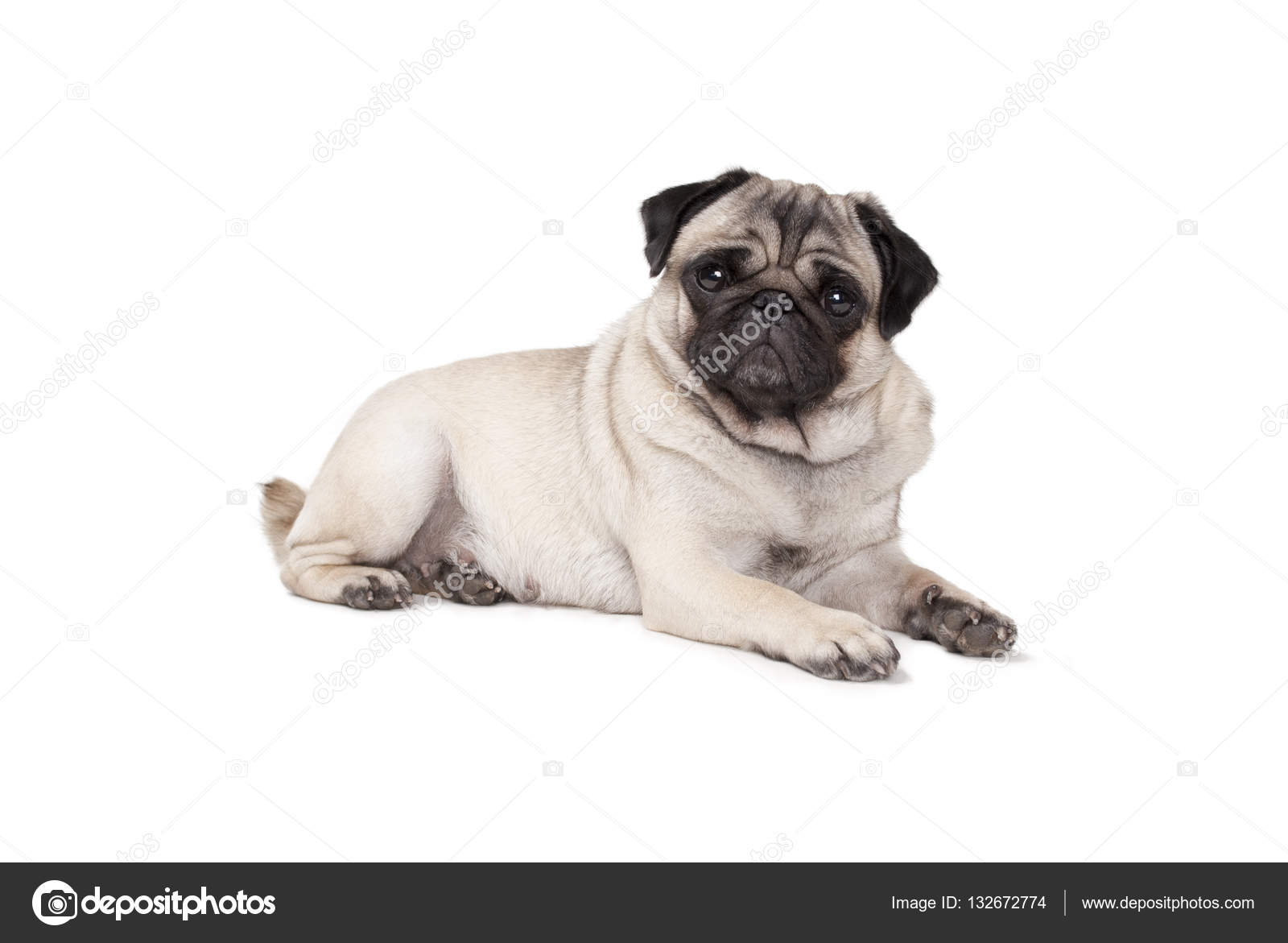Pug Fake Id