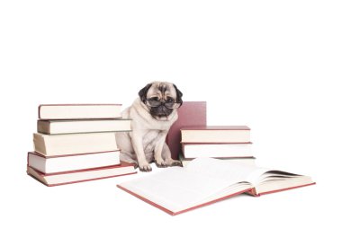 kitap okuma ve giyen sevimli fikri pug köpek yavrusu okuma gözlüğü, beyaz arka plan üzerinde izole 