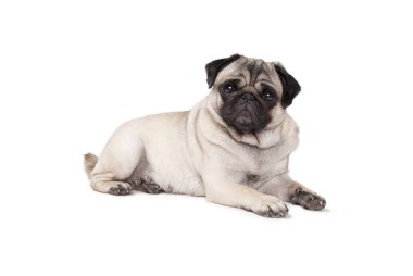 şirin akıllı pug köpek izole üzerinde beyaz arka plan aşağı, yalan