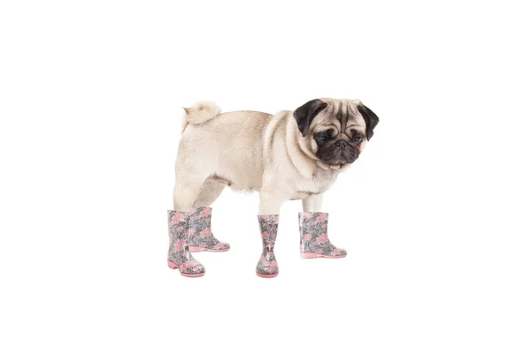 Bonito de pé cachorro cachorro cão pug vestindo botas de chuva, isolado no fundo branco — Fotografia de Stock