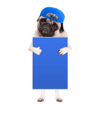 cute pug puppy dog with cap, standing up holding blank blue sign and giving a like with thumb, isolated on white background clipart