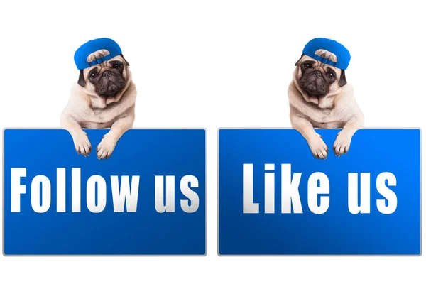 Pug puppy hondje met Volg ons en zoals ons teken en dragen blauwe cap, islolated op witte achtergrond — Stockfoto