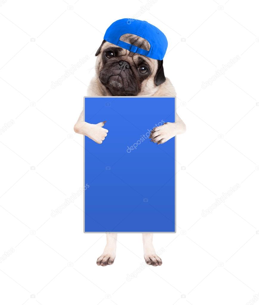 cute pug puppy dog with cap, standing up holding blank blue sign and giving a like with thumb, isolated on white background