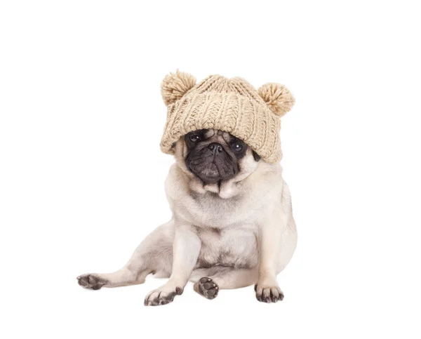 Sweet pug puppy dog sitting down and wearing a knitted hat with pompoms, isolated on white background — Stock Photo, Image