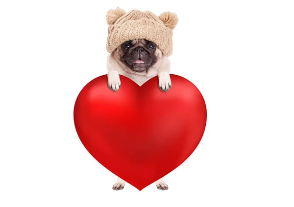Grazioso cucciolo di cane carino appeso con le zampe sul grande cuore di San Valentino, isolato su sfondo bianco — Foto Stock