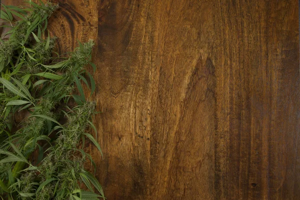 closeup esrar sativa ot bitkiler kopya alanı ile ahşap arka plan üzerinde