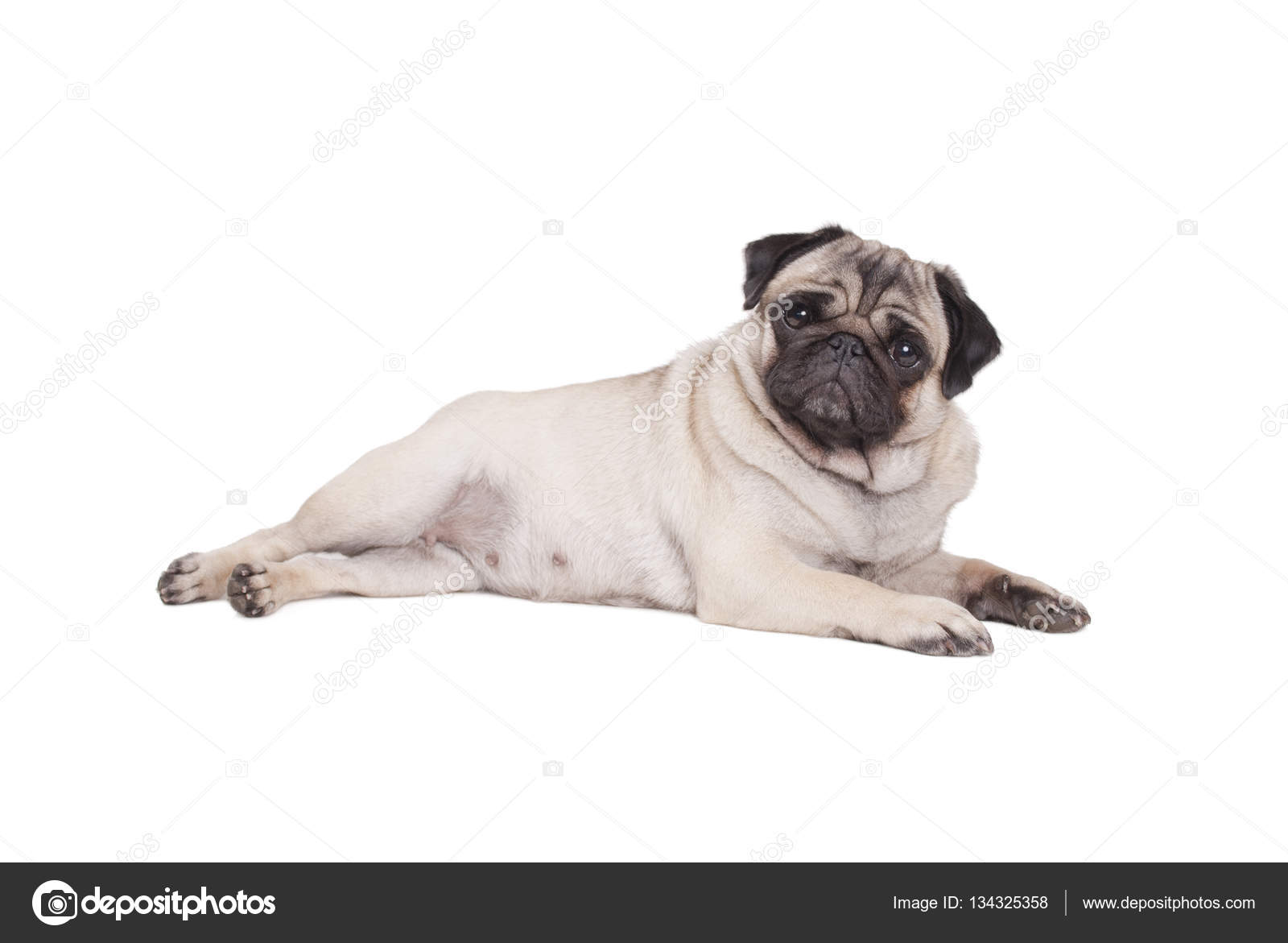Pug Fake Id