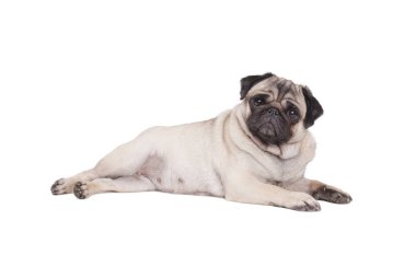 güzel pug köpek izole üzerinde beyaz arka plan yalan