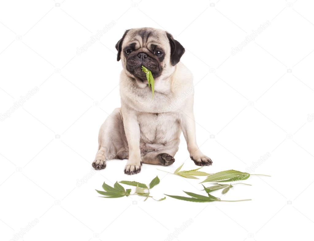 cute pug puppy dog sitting and eating Cannabis sativa weed leafs, on white background