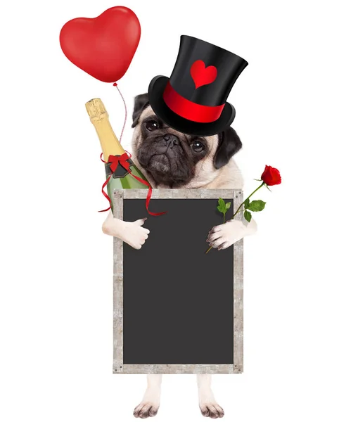 Chiot chiot chiot mignon portant chapeau haut de forme avec le coeur de la Saint-Valentin, tenant bouteille de champagne, rose rouge et blanc panneau tableau noir, isolé sur fond blanc — Photo