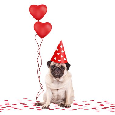 Beyaz arka plan üzerinde güzel şirin pug köpek parti şapkası giyen ve kırmızı kalp şeklinde balonlar, holding konfeti üzerinde oturarak izole