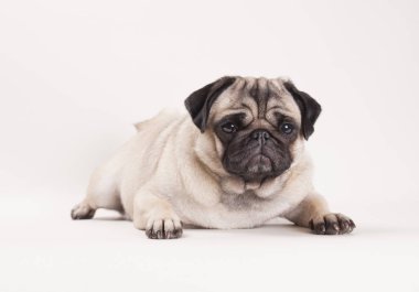 güzel pug köpek izole üzerinde beyaz arka plan aşağı, yalan