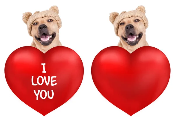 Süßer Hund mit großem Valentinstag-Herz und Strickmütze, isoliert auf weißem Hintergrund — Stockfoto