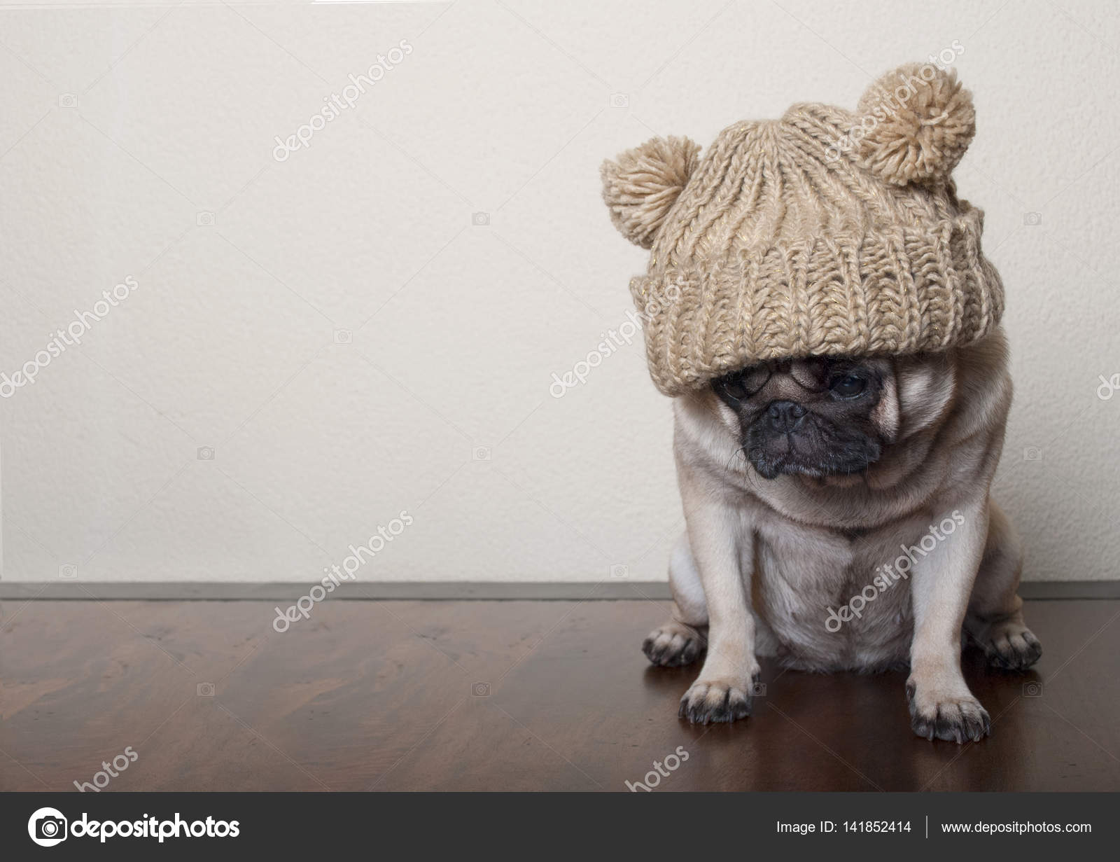 Imágenes: perro pug triste | lindo pug triste lamentable cachorro perro