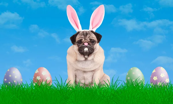 Cute pug puppy dog sitting in grass wearing bunny ears diadem, next to colorful pastel easter eggs, blue sky background — Stock Photo, Image