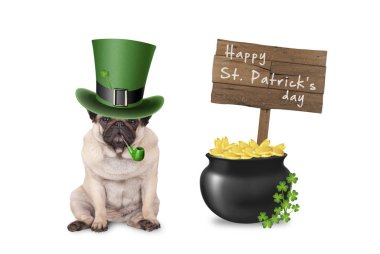 tatlı şirin pug köpek yavrusu köpek St patrick's day şapka ve altın, ahşap tabela ve yonca ile pot yanında oturan pipo