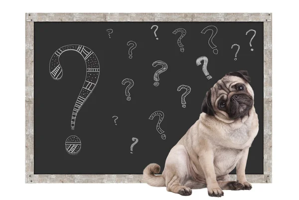 Beyaz arka plan üzerinde izole tebeşir soru işaretleriyle karatahta önünde oturan sevimli akıllı pug köpek yavrusu