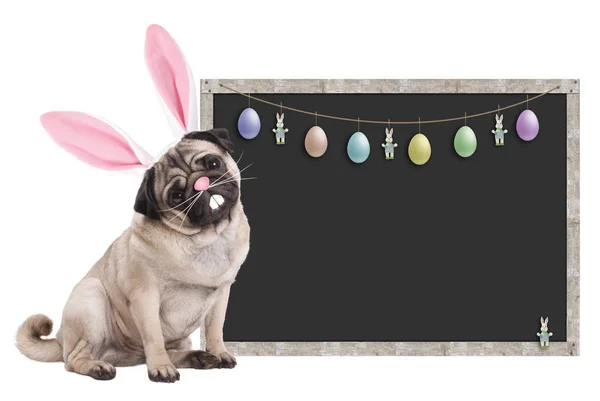 Pug puppy dog with bunny ears diadem sitting next to blank blackboard sign with easter decoration, on white background — Stock Photo, Image