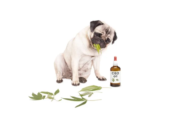 Cute pug puppy pet dog eating weed, Cannabis sativa, leaves sitting next to dropper bottle of CBD oil for animals, isolated on white background — Stock Photo, Image