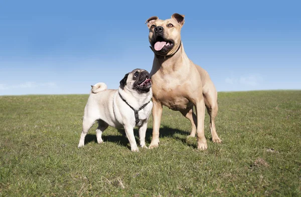 Två söta glada friska hundar, mops och pitt bull, spela och ha kul utanför i parken på solig dag på våren — Stockfoto