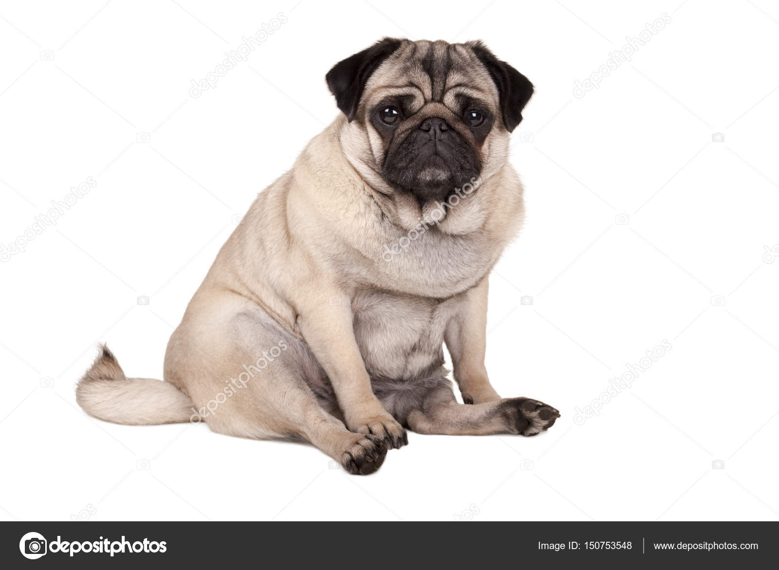 Pug Fake Id