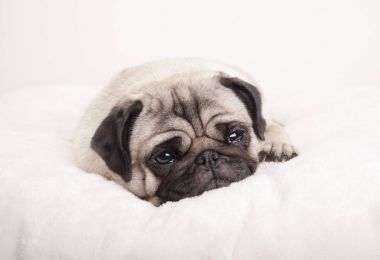 bulanık battaniye var ağlamaya yalan güzel üzgün küçük pug köpek yavrusu,