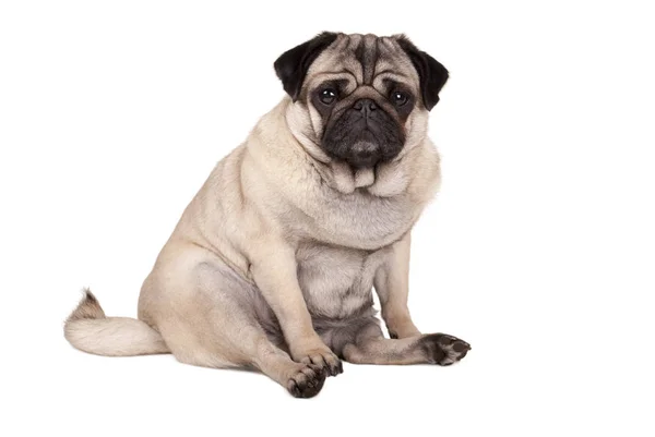 izole üzerinde beyaz arka plan aşağı, oturup güzel şirin pug köpek yavrusu