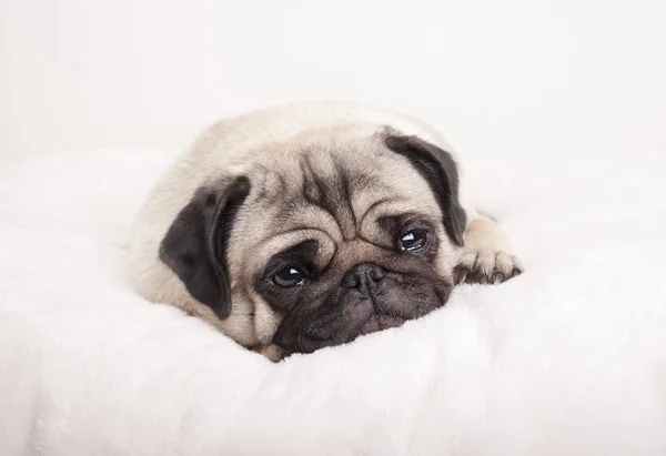 bulanık battaniye var ağlamaya yalan güzel üzgün küçük pug köpek yavrusu,