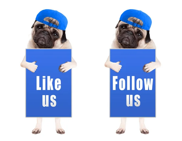 Niedlichen Mops Welpen Hund mit blauen folgen Sie uns und wie wir Zeichen und trägt blaue Mütze, isoliert auf weißem Hintergrund — Stockfoto