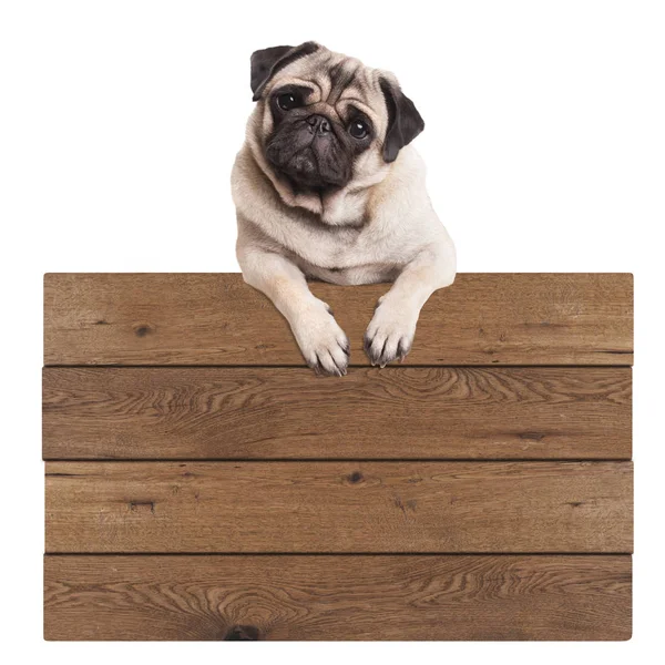 Милый щенок щенок щенок висит с лапами на пустой деревянный рекламный знак, изолированный на белом фоне — стоковое фото
