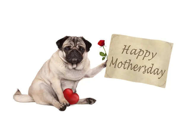 Lovely cute pug puppy dog sitting down holding vintage paper sign with text happy mothersday, isolated on white background — Stock Photo, Image