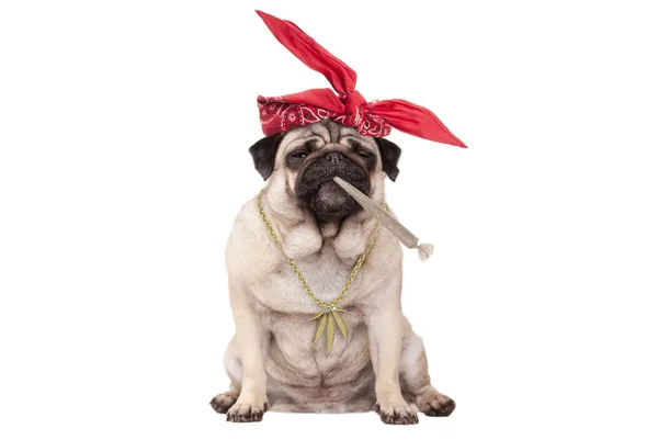  Pug köpek yavrusu köpek olmak yüksek sigara esrar otu eklem üzerindeki, izole üzerinde beyaz arka plan