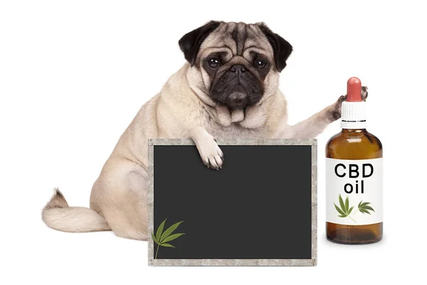 Мопс цуценя собака, що сидить з пляшкою олії CBD і знака дошки, ізольований на білому тлі — стокове фото
