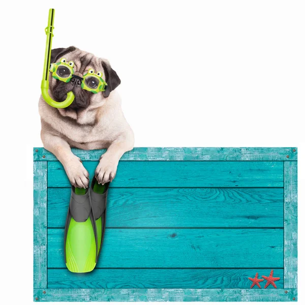 Cão pug com sinal de praia de madeira vintage azul, com óculos, snorkel e nadadeiras para o verão, isolado em fundo branco — Fotografia de Stock