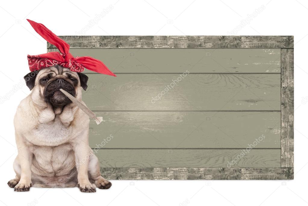  pug puppy dog being high on smoking marijuana weed joint, next to blank vintage wooden sign isolated on white background