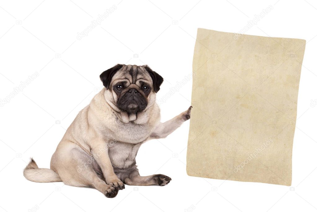  pug puppy dog sitting down, holding paper scroll, isolated on white background