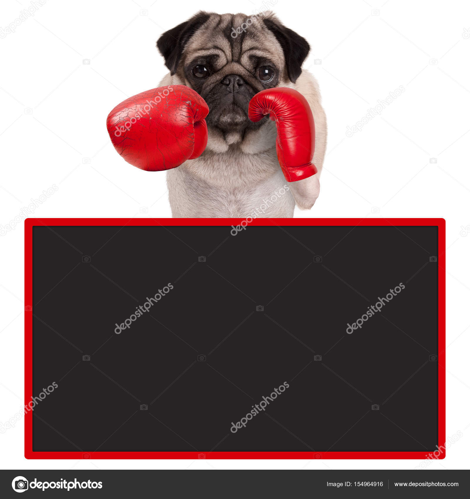 Cool Standing Pug Dog Boxer Punching With Red Leather Boxing