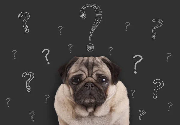 el ile yazı tahtası işareti önünde oturan köpek pug yavrusu tebeşir soru işaretleri çizilmiş