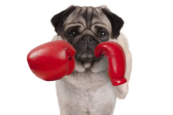 https://st3.depositphotos.com/9494100/15496/i/450/depositphotos_154963230-stock-photo-pug-dog-boxer-punching-with.jpg
