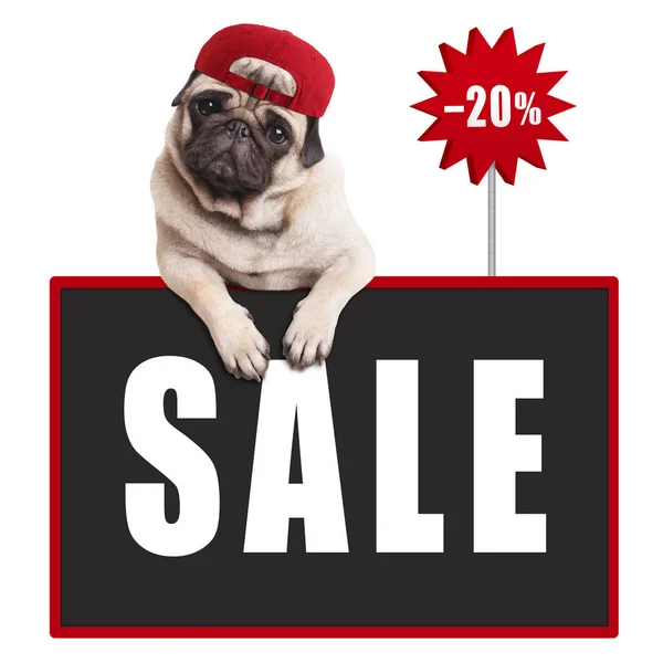 Pug puppy dog wearing red cap, hanging with paws on blackboard sign with text sale and 20 percent off — Stock Photo, Image