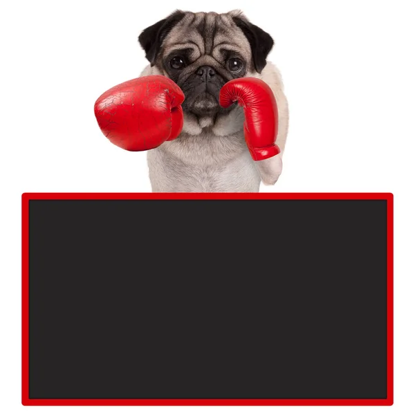 Mops Dog Boxer mit roten Leder-Boxhandschuhen mit leerem Werbeschild — Stockfoto