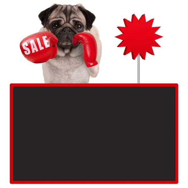 売却の記号と空白の黒板の赤いボクシング グローブとパグ犬ボクサー — ストック写真