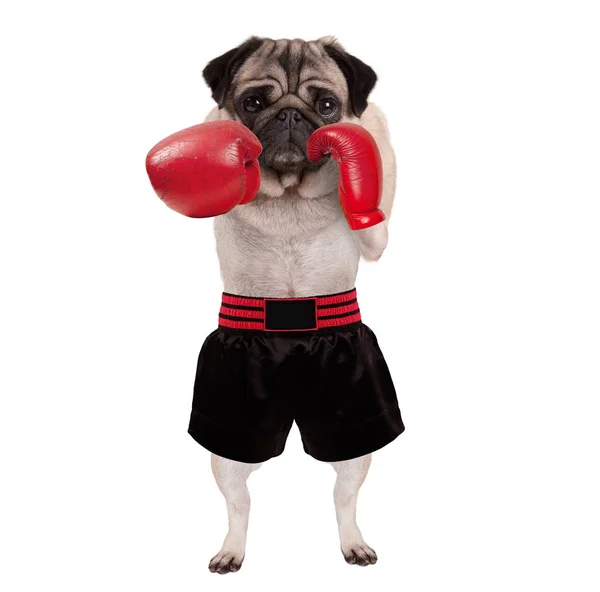 Cool de pie pug perro boxeador de perforación con guantes de boxeo de cuero rojo y pantalones cortos — Foto de Stock